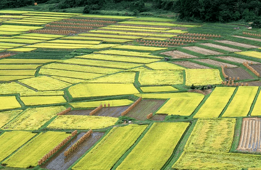 亩迟勤村最新项目，乡村振兴的新动力