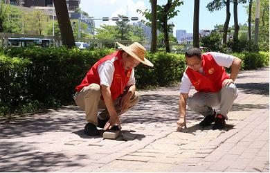 横岗街道最新项目，先锋力量引领城市发展之路